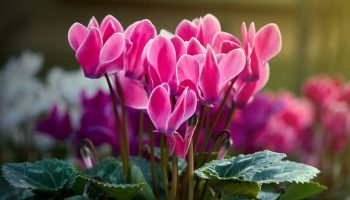 Ci siamo sbagliati su di lei: questa pianta che accogliamo nel nostro salotto fiorisce molto meglio all’aperto!