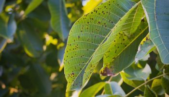 Albero di limone: cosa significano le macchie nere sulle foglie e sui frutti e come risolvere il problema