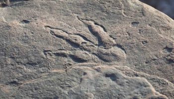 Studiando le Alpi, scoprono un’autostrada di dinosauri risalente a 210 milioni di anni fa