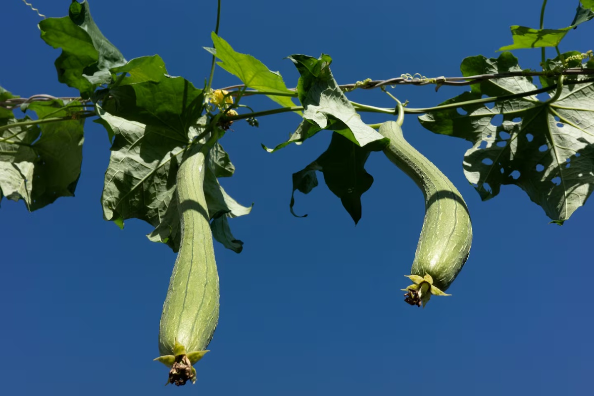 Zbogom klasičnoj spužvi za suđe: Otkrijte opciju koja ne nakuplja bakterije detail 1