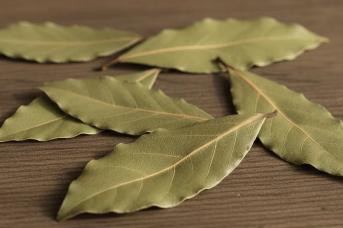 Što znači nositi lovorov list u novčaniku prema Feng Shuiju? detail 1