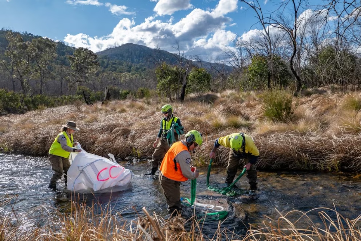 Luksuzni Domovi Ispod Površine: Kako Australija Spašava Ugrožene Slatkovodne Ribe? detail 1