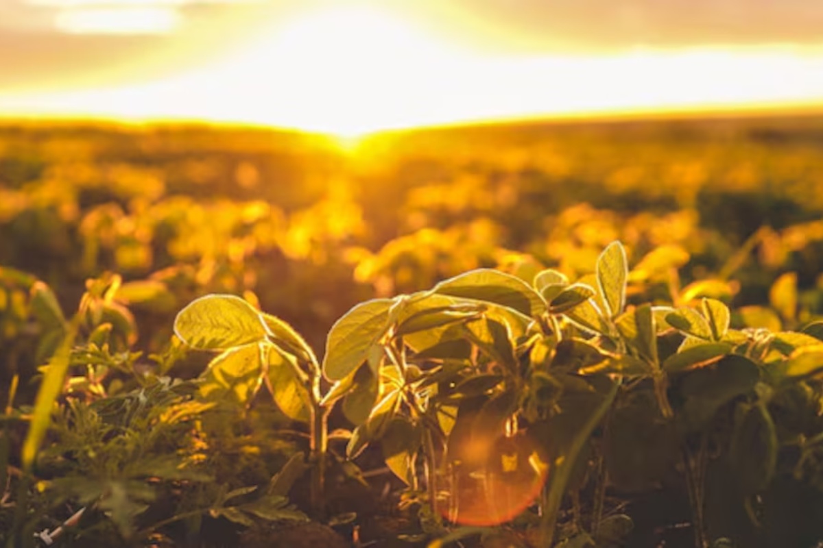 Nevjerojatno otkriće: Kako mikroorganizmi u tlu spašavaju biljke od suše! detail 1