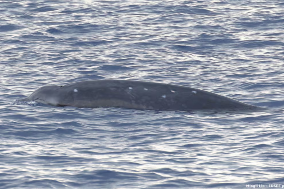 Povijesno otkriće: snimljena 'riba duh', životinja nikad viđena živa, poznata samo po lešu detail 1
