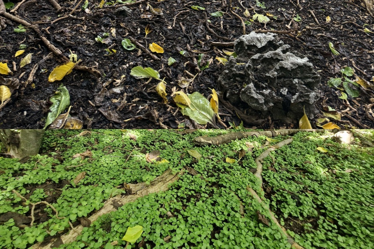 Ovi pacifički otoci postigli su nešto naizgled nemoguće: riješili su se štakora koji su im poharali šume detail 1