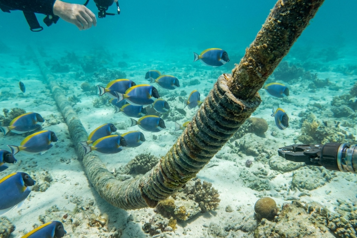 Na Božićnom Otoku živi 1.500 ljudi i 120 milijuna rakova. Za Google je to idealno mjesto za postavljanje podmorskog kabela. detail 1