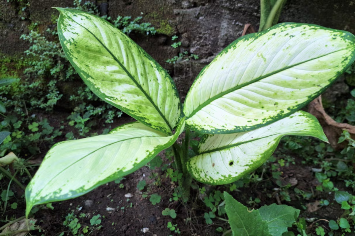 Otrovna biljka koju mnogi imaju u dnevnom boravku, a da to i ne znaju detail 1