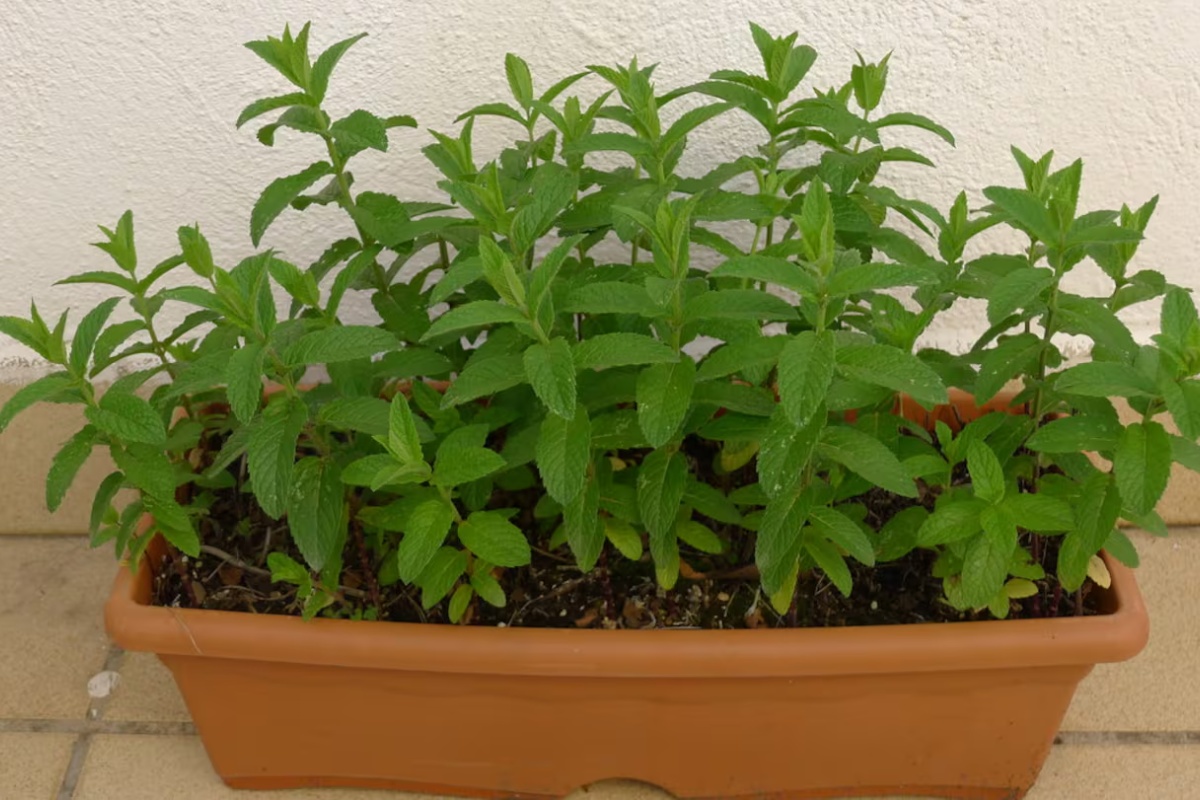 Ove biljke se mogu sijati usred prosinačkih vrućina za žetvu prije kraja ljeta detail 1