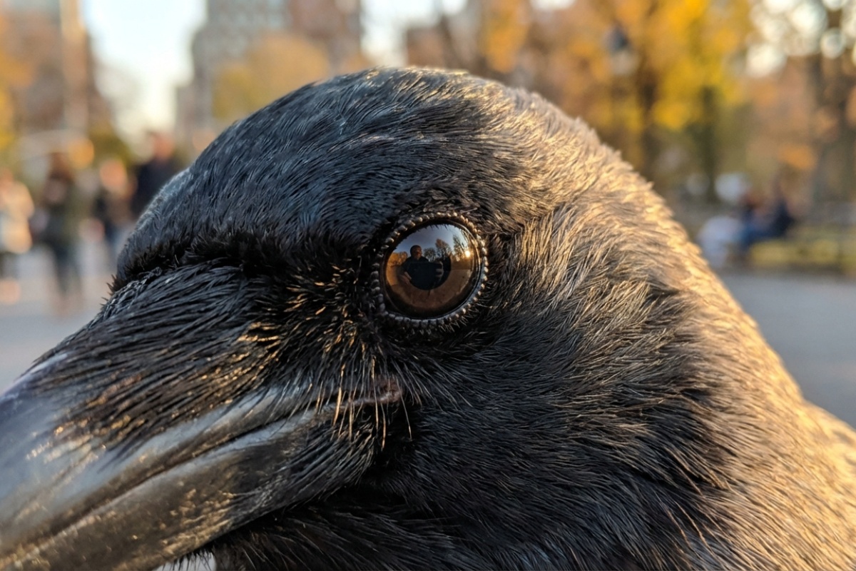 Zašto vrane ponekad ostavljaju 'darove' poput kamenčića, prstenja ili čepova boce ljudima koji ih hrane detail 1