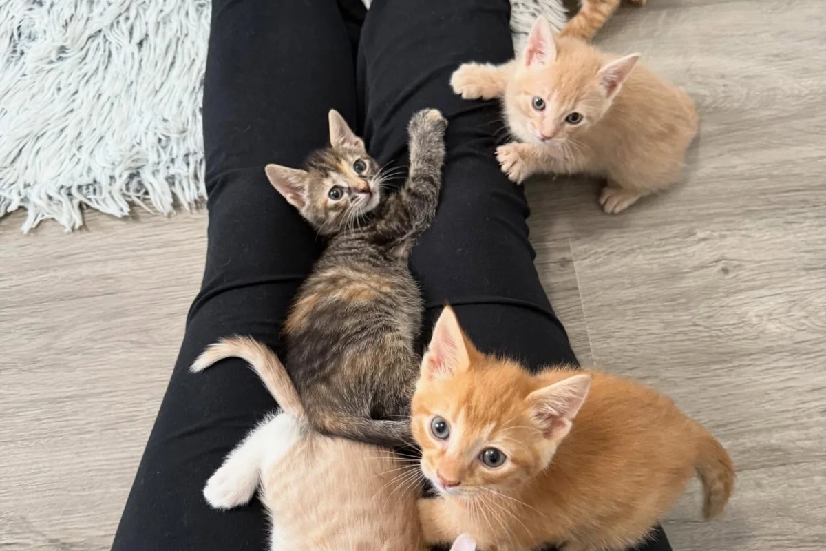 Žena otvara svoj dom za šest siročadi mačića iz skloništa, odlučna da im pruži život kakav zaslužuju detail 1