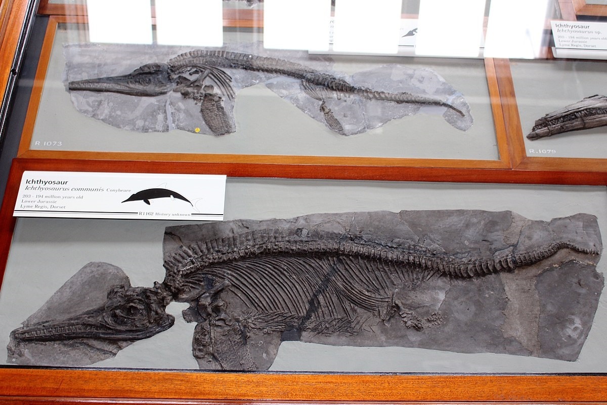 Ovaj misteriozni grabežljivac, otkriven uz obalu Engleske, ostavlja ove istraživače bez riječi. detail 1