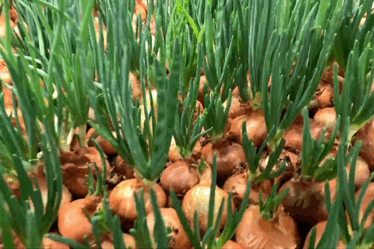 Zeleni luk za 20 dana na prozorskoj dasci: bez zemlje, bez prljavštine – samo papir i voda, a pera po 30 cm detail 1