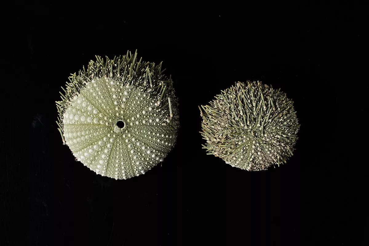 Što su istraživači otkrili u dubokom moru, mijenja sve… uključujući i utjecaj rudarstva detail 1