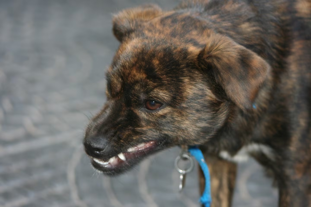 Što znači kada vaš pas reži dok jede, prema stručnjacima detail 1