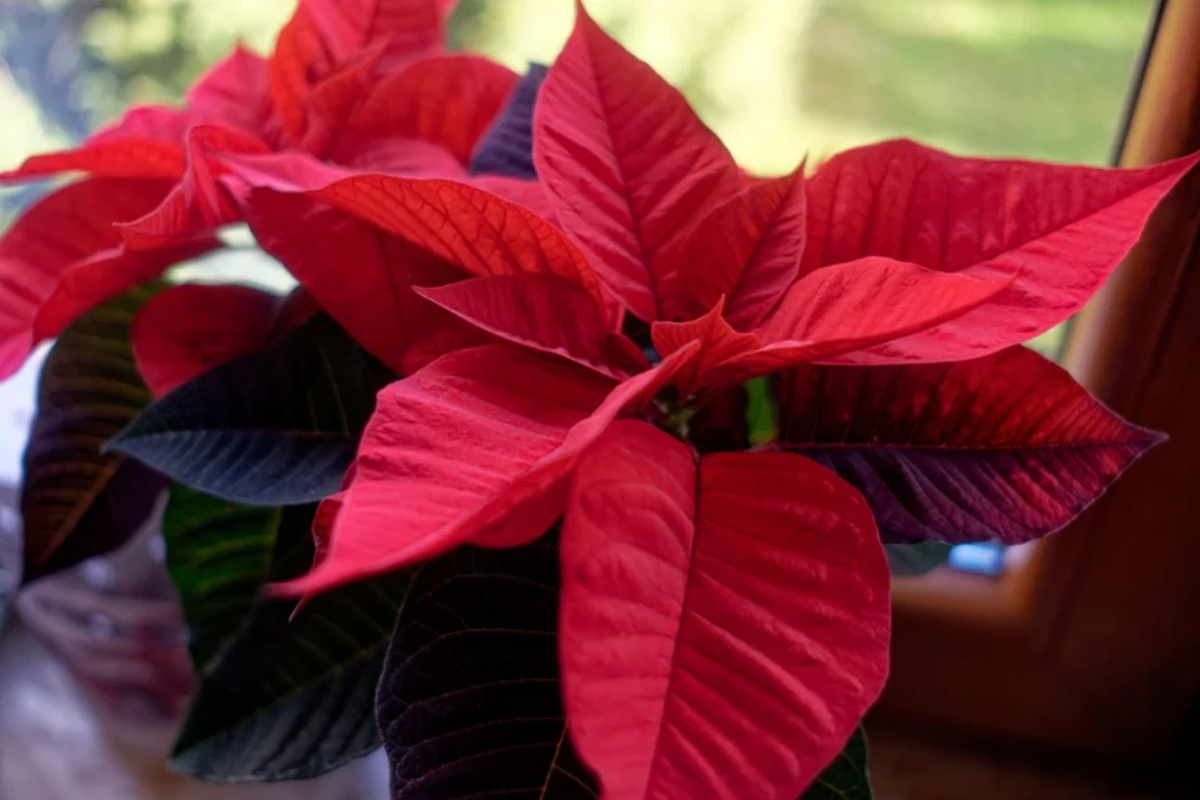 Zbog ove greške božićna zvijezda propada za nekoliko dana. Jedna promjena djeluje odmah. detail 1