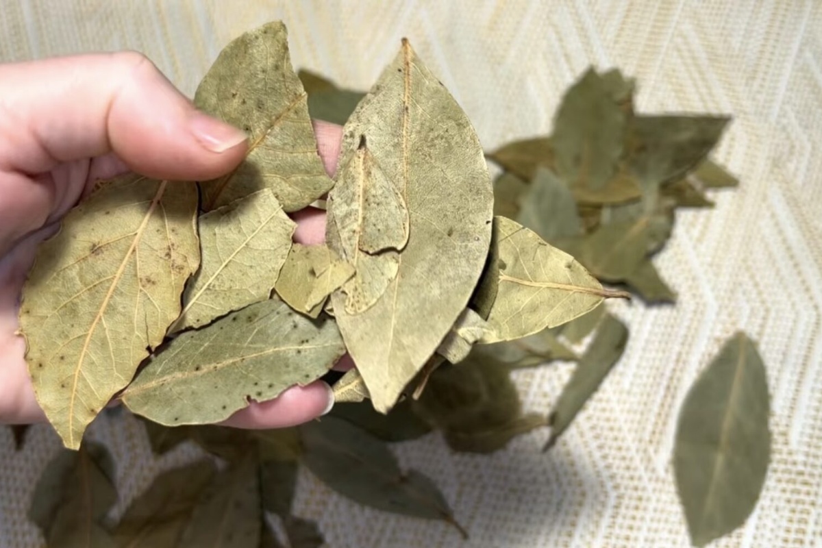 2 lovorova lista pod uloške navečer – i spavati. Ujutro cipele ne smrde, već mirišu kao u botaničkom vrtu detail 1