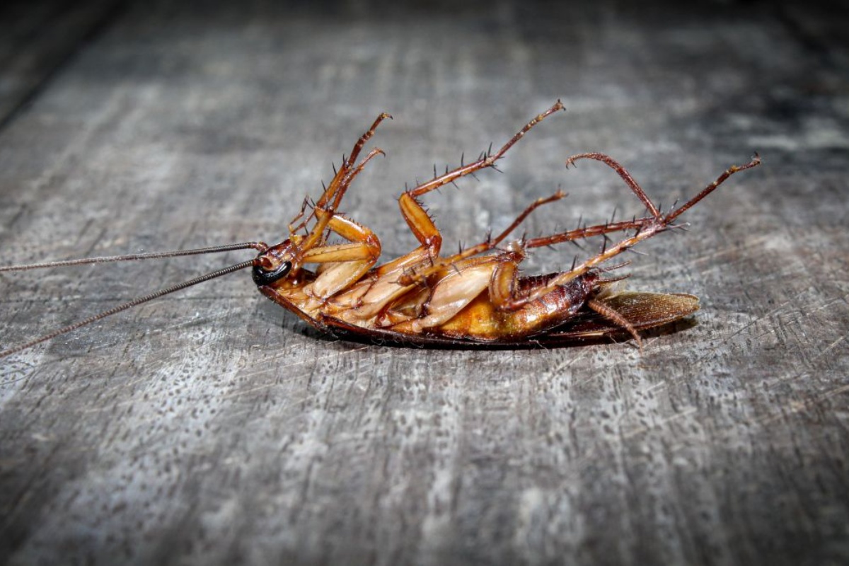 Oprostite se od žohara: biljka koja će ih zauvijek otjerati iz vašeg doma detail 1