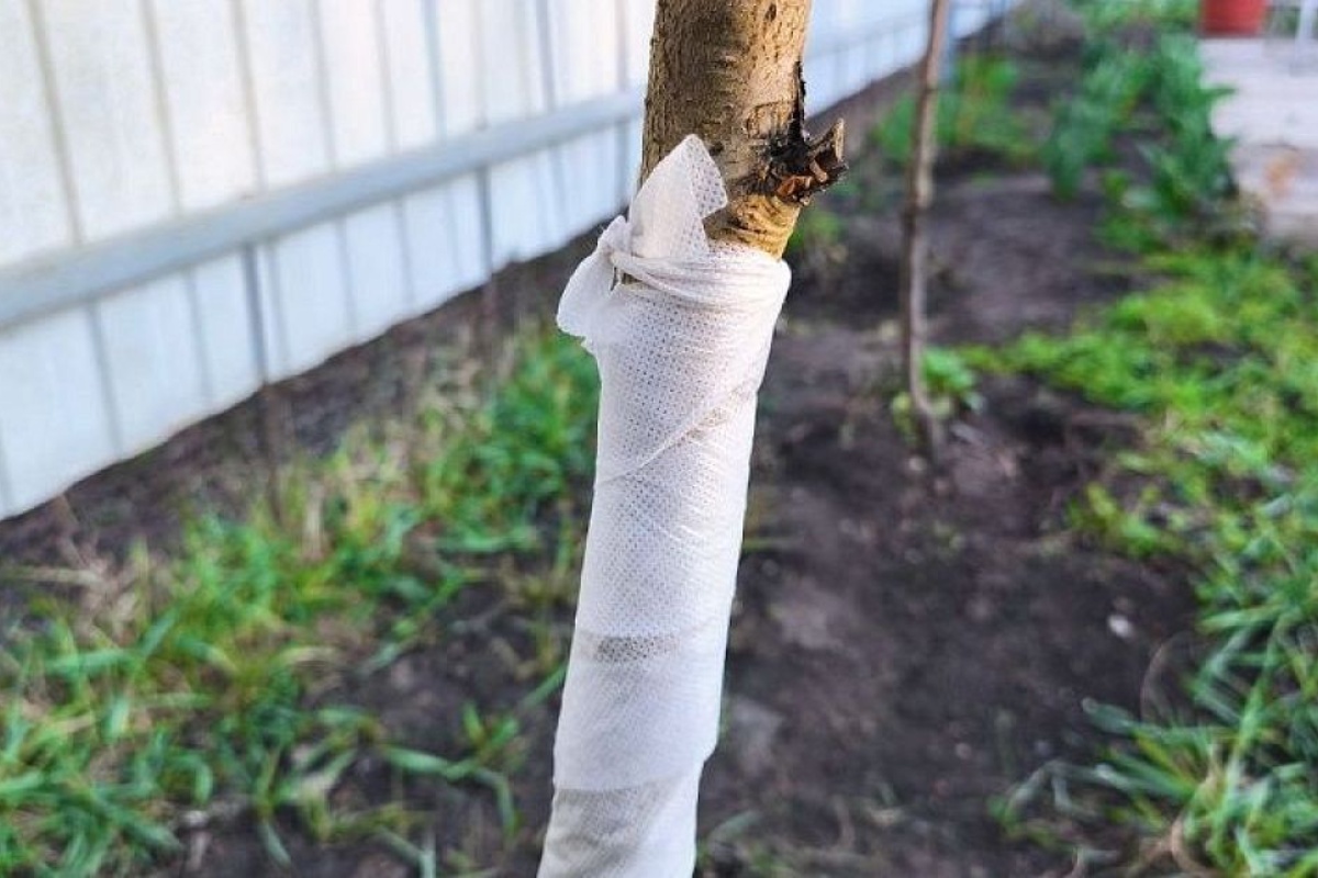 Stablo limuna: zašto se preporučuje vezivanje bijele maramice na njegovo deblo i čemu to služi detail 1