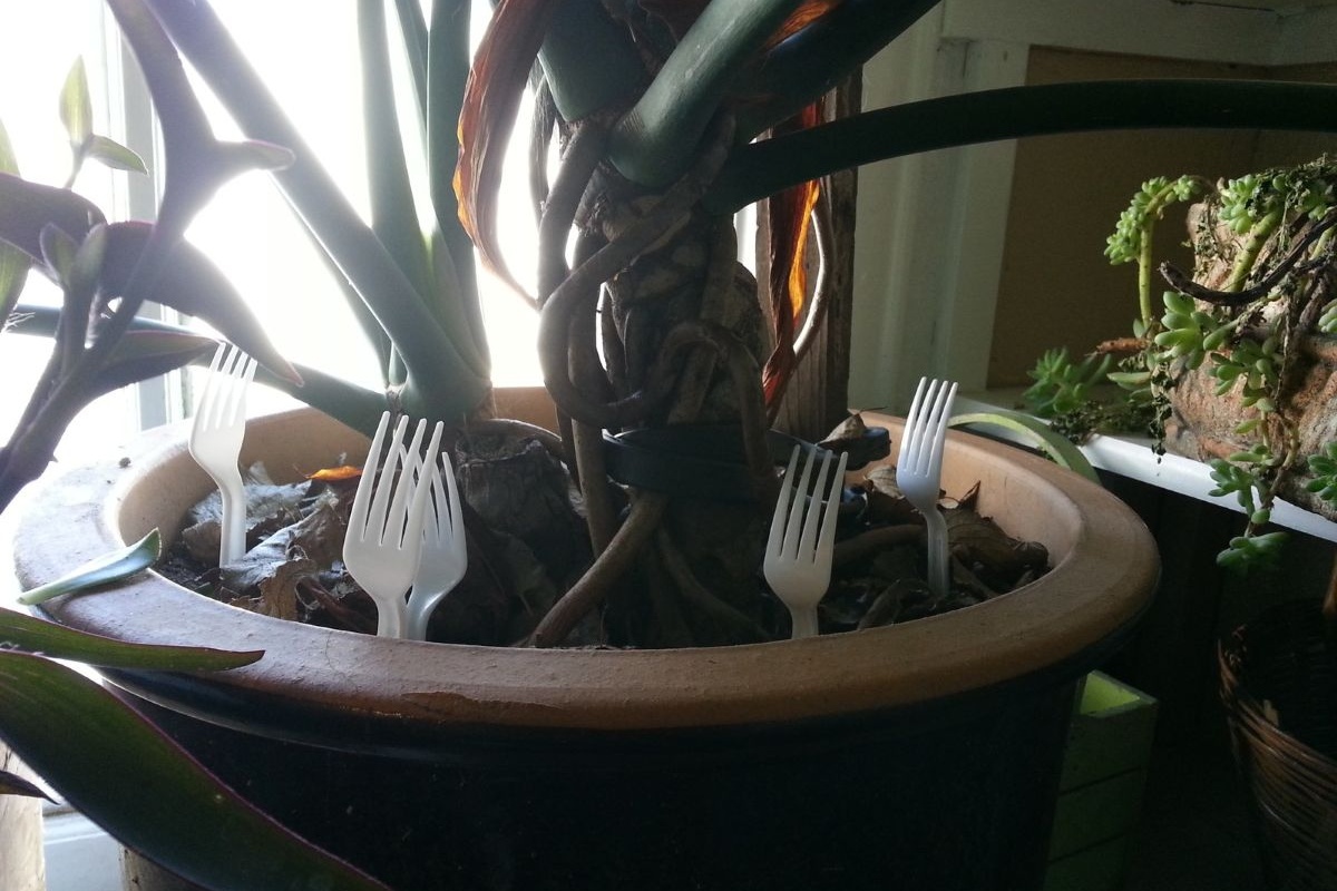 Zabadanje plastičnih vilica u zemlju biljaka: čemu služi detail 1