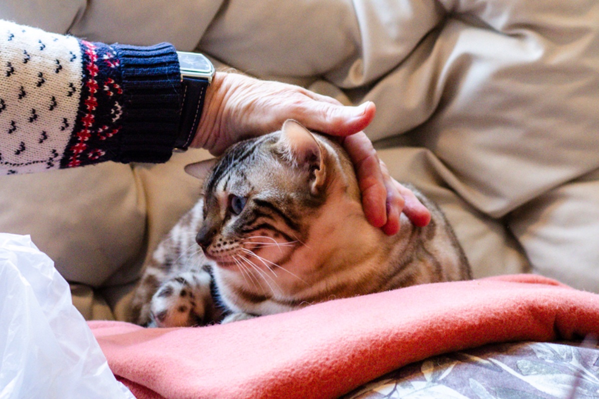 Od Jordana do Zagreba: Amer i Emilija otvaraju Zoo kafić ispunjen životinjama – i ljubavnom pričom detail 1