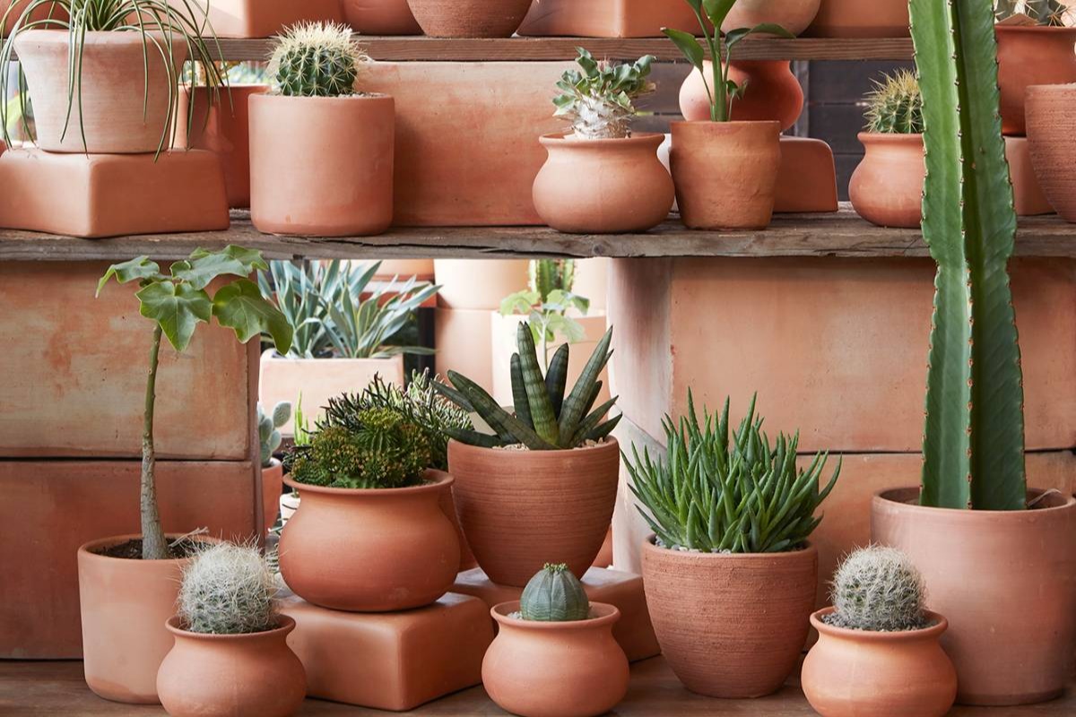 Vrtlarenje u posudama: kako pretvoriti balkon u zelenu oazu i uzgojiti zdrave biljke detail 1