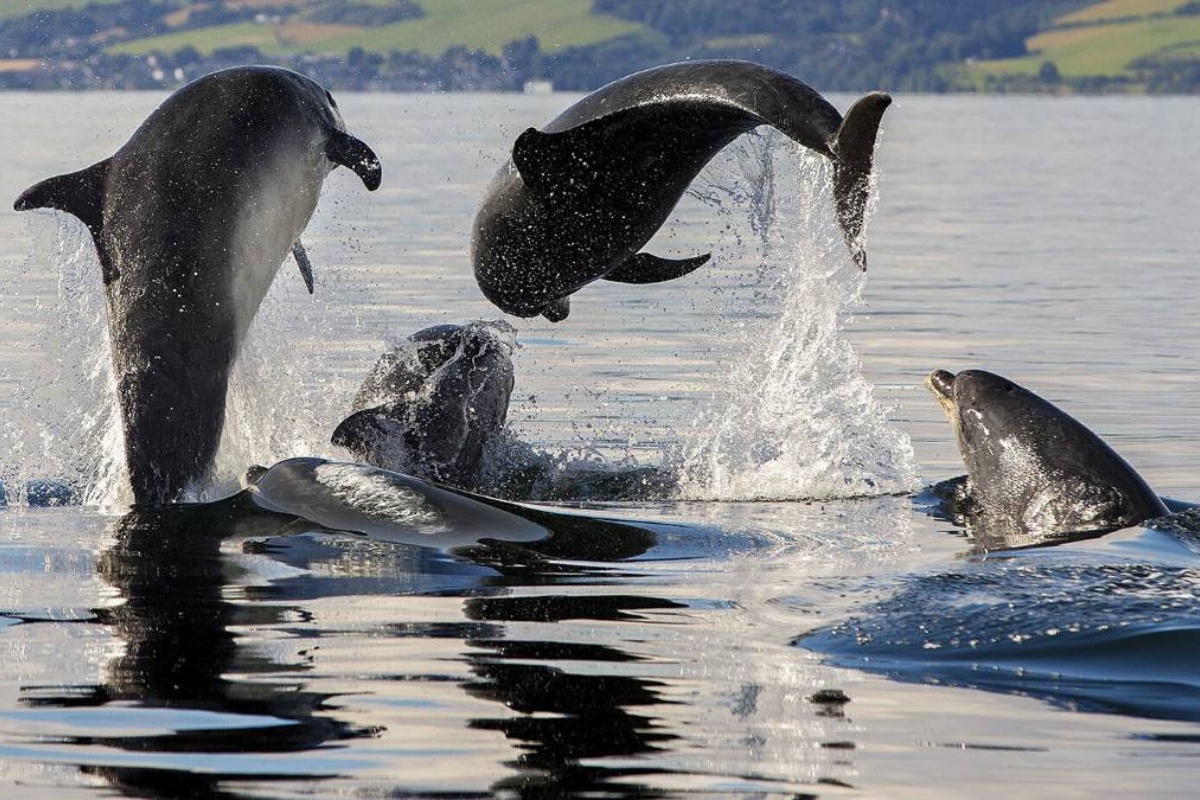 Orke i pacifički dupini iznenađuju znanstvenike: udružuju snage kako bi lovili losose detail 1