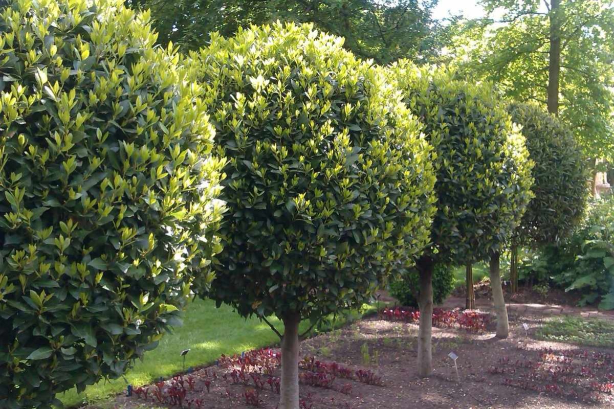 Drvo koje simbolizira zaštitu obitelji, za koje mnogi ne znaju detail 1