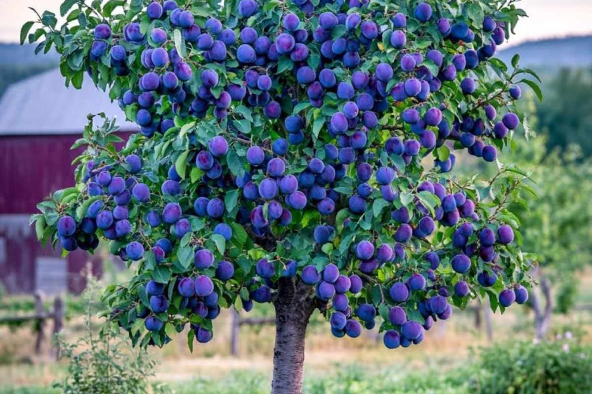 Idealno rješenje za male vrtove: drvo koje rađa ljeti i gotovo ne zauzima prostor detail 1