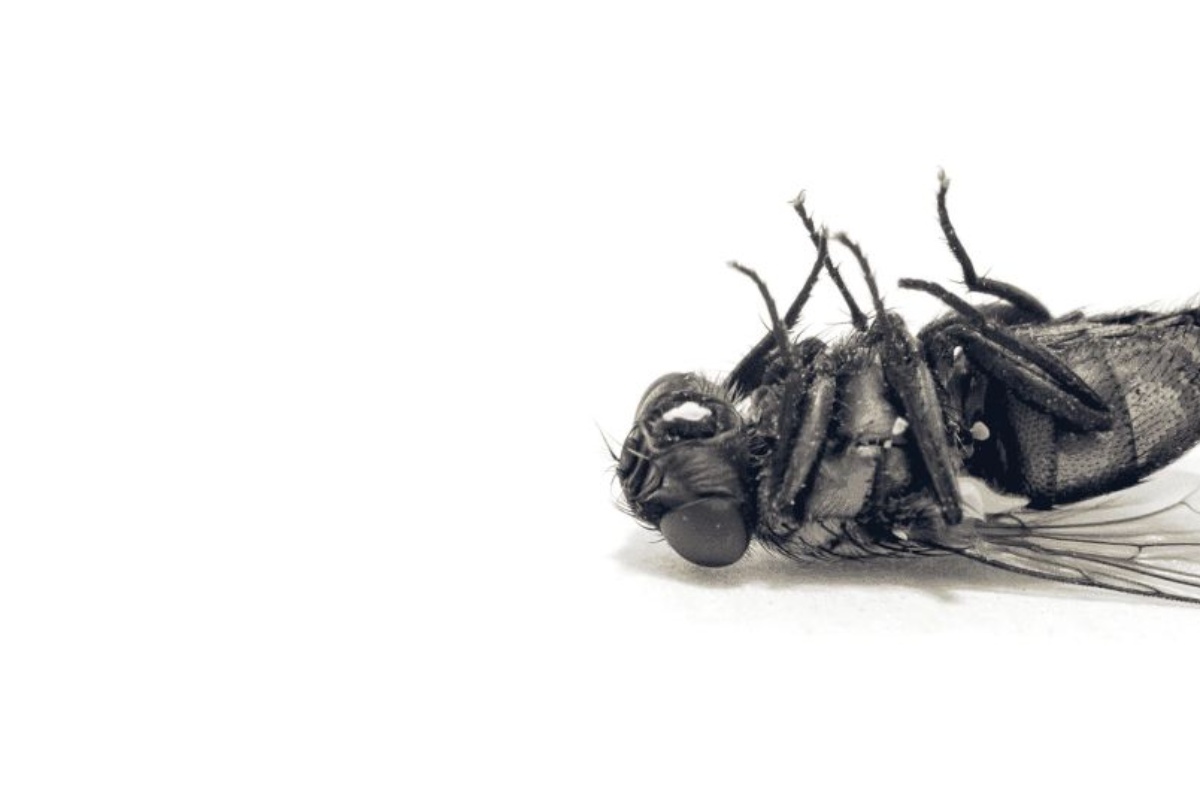 Zaboravite na muhe: kako ih se zauvijek riješiti pomoću ulja eukaliptusa detail 1