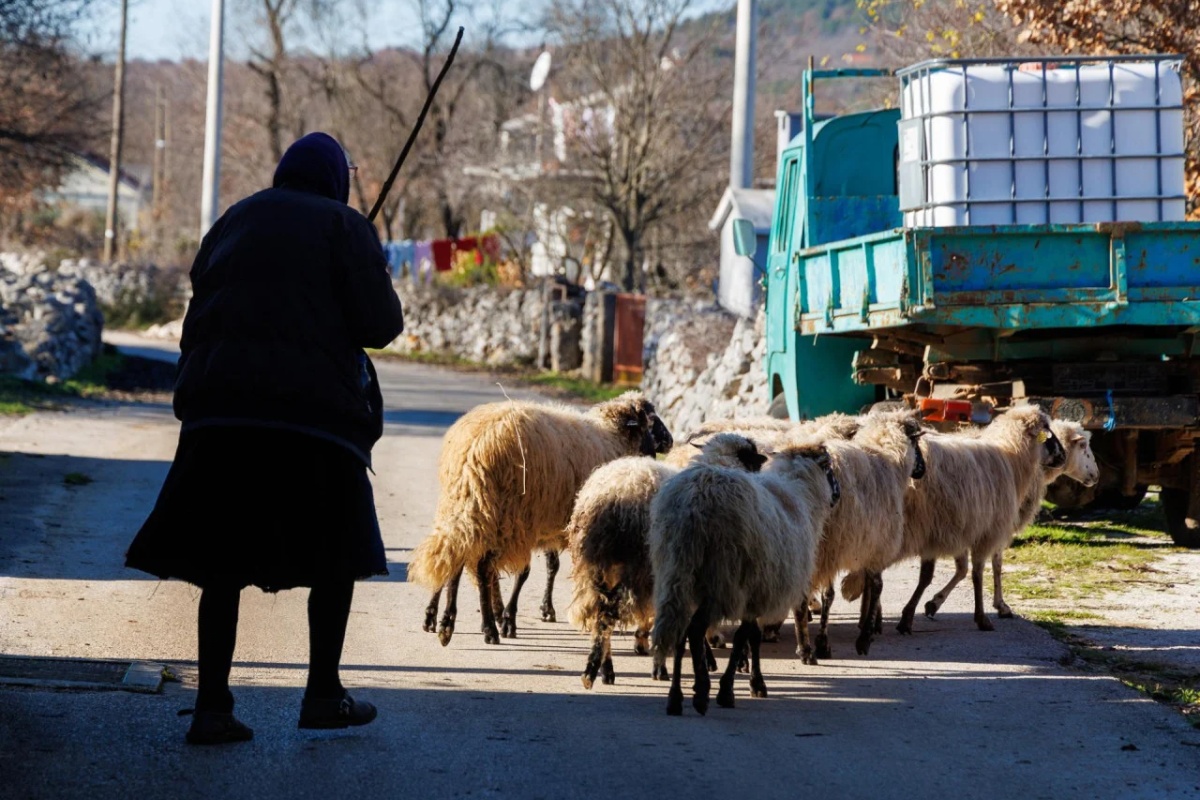 ‘Rekli su mi da sve ovce moraju biti uspavane’: potresna ispovijest stočara iz Zagore nakon prvog slučaja kuge u Hrvatskoj detail 1
