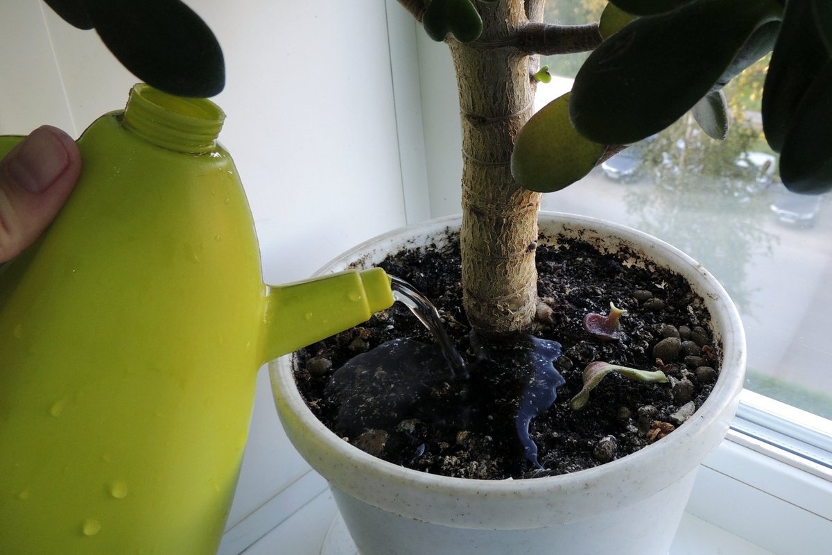 Ne svaki dan niti svaka dva tjedna: koliko često treba zalijevati drvo žada ljeti detail 1