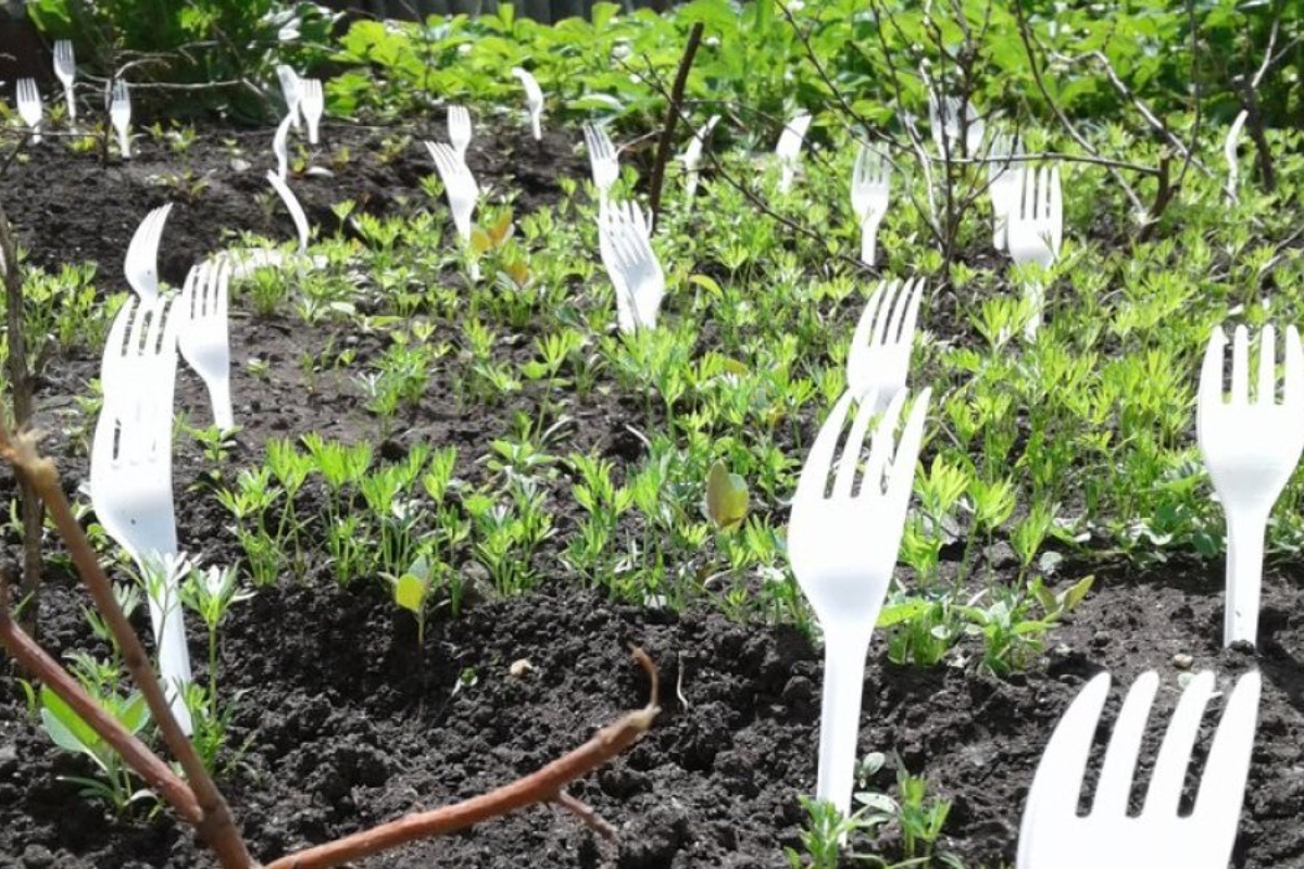 Uboditi plastične vilice u zemlju biljaka: čemu to služi? detail 1