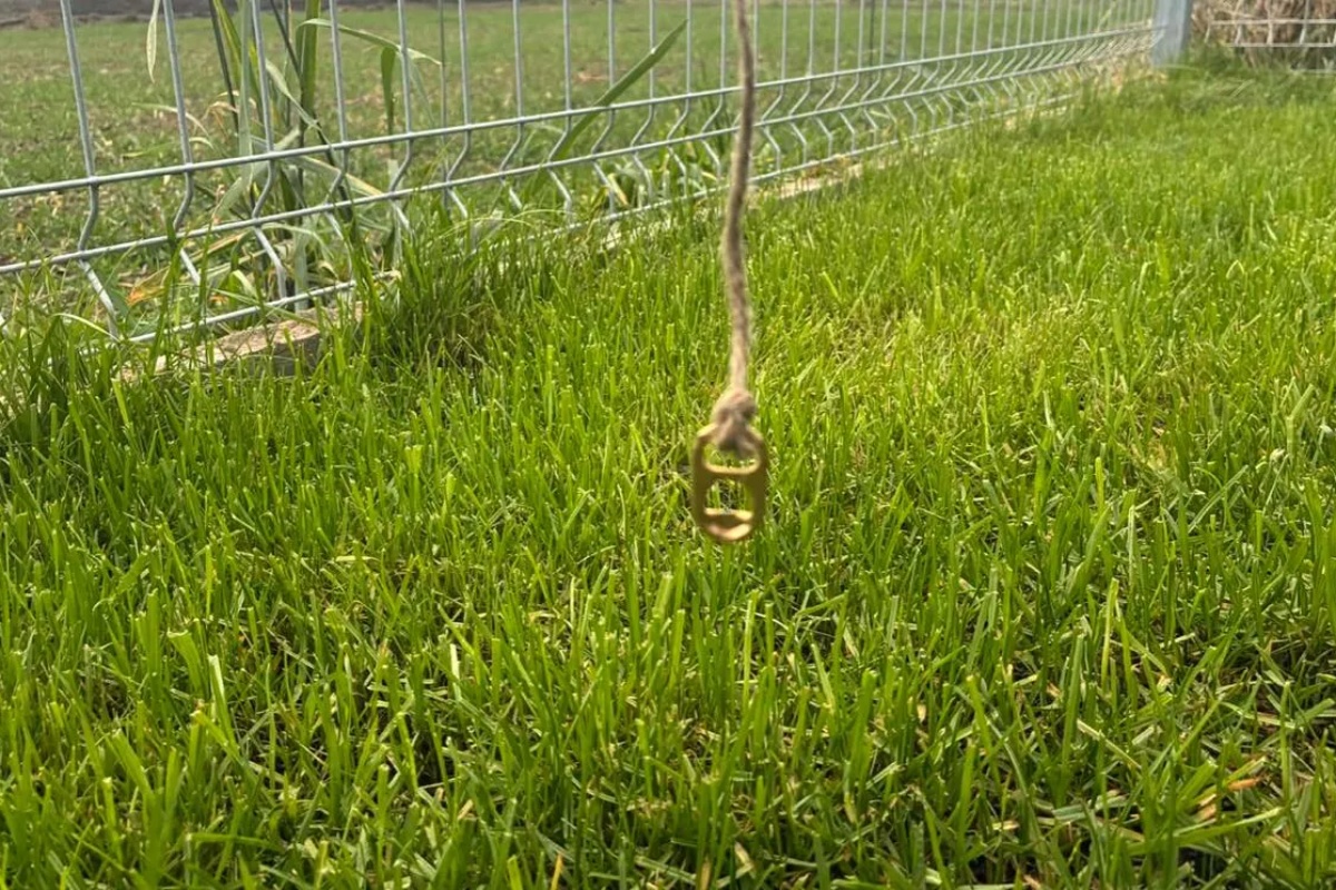 Malo ljudi zna zašto se preporučuje objesiti poklopce limenki u vrtu pored kuće. detail 1