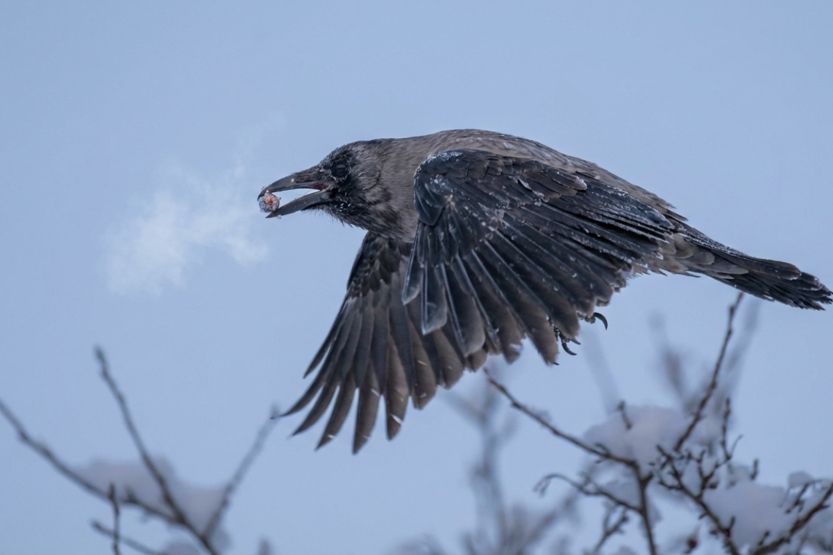 Stotine vrana na nebu prije zalaska sunca: zašto lete visoko upravo zimi detail 1