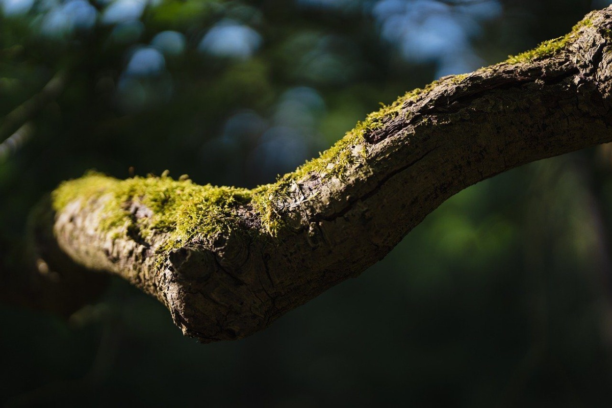 Mahovina i lišajevi na mojim stablima – rijetki gosti: prosinački tretman po “shemi” 89-godišnjeg djeda bez kemije detail 1