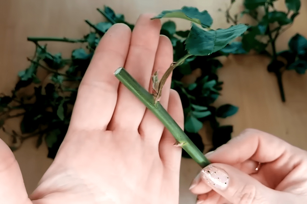 Zamatam reznice u novine – a na proljeće vadim sadnice s korijenjem: 100% način razmnožavanja ruža detail 1