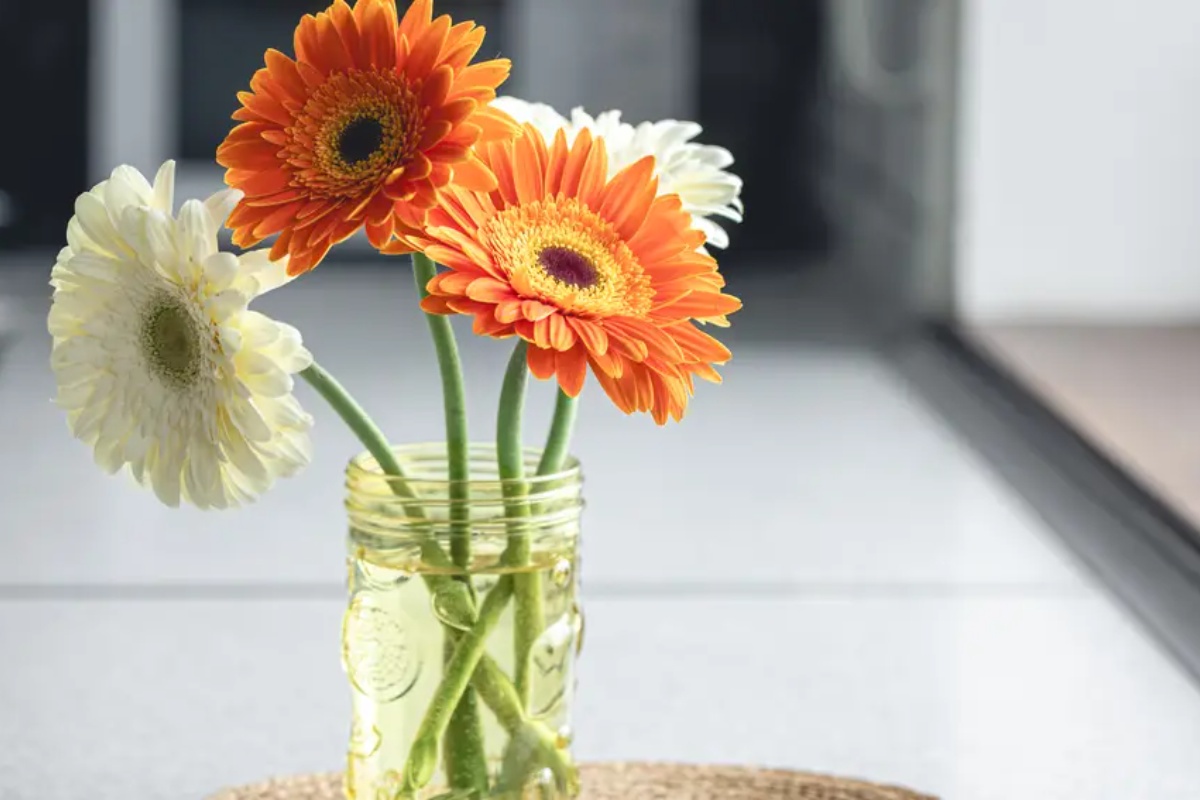 Biljka koja cvjeta 365 dana u godini i može se uzgajati u tegli detail 1