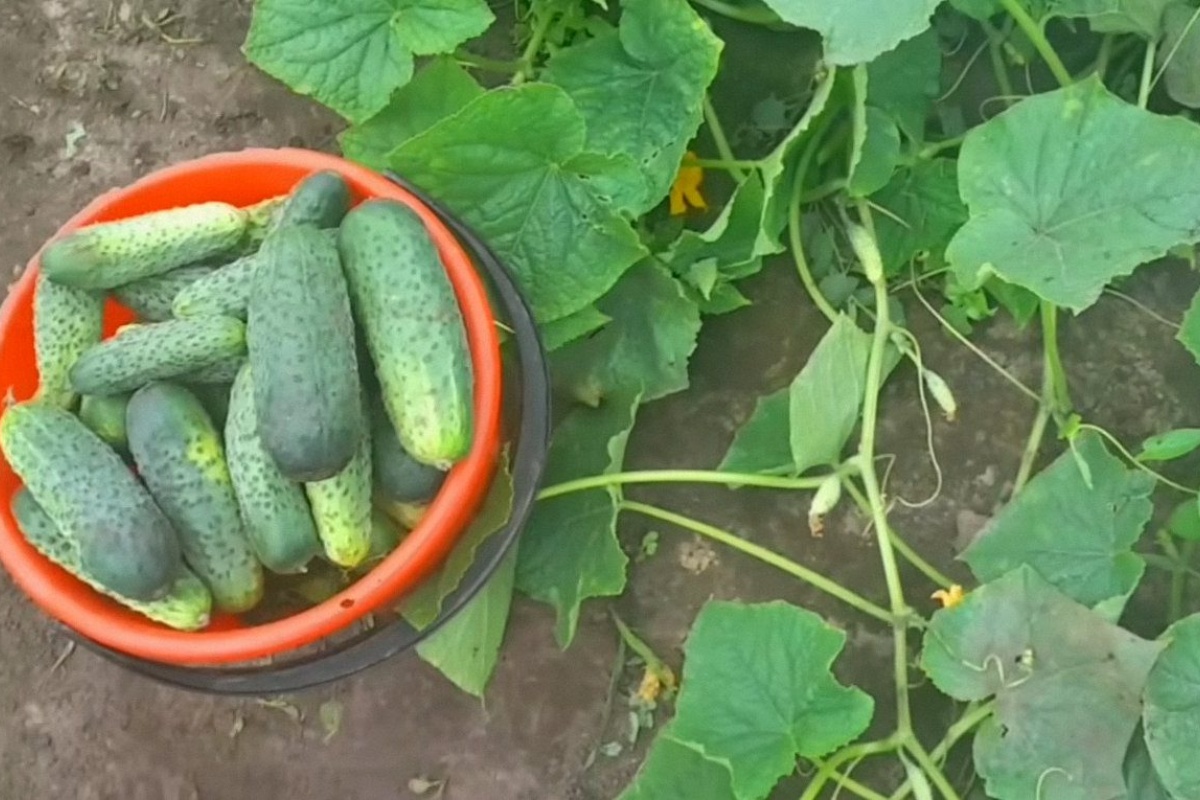 Nije stajski gnoj ni kompost: evo što se u Hrvatskoj sada priprema za urod krastavaca od 30 plodova po zametku detail 1