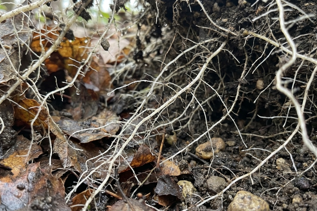 Revolucija u agraru: Kasna sjetva ozimih usjeva može biti otpornija na mraz detail 1