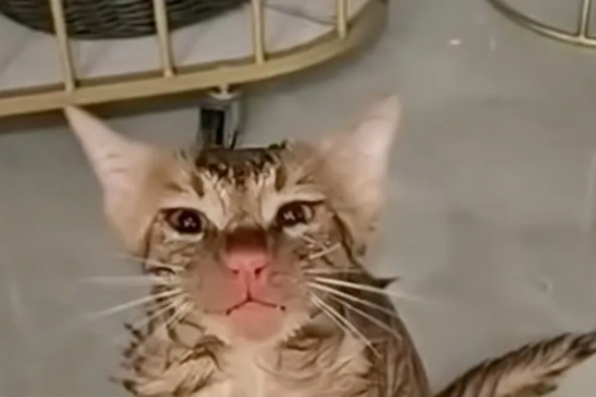 Čudom preživio: U Kini mačak proveo deset minuta unutar upaljene perilice rublja. (VIDEO) detail 1