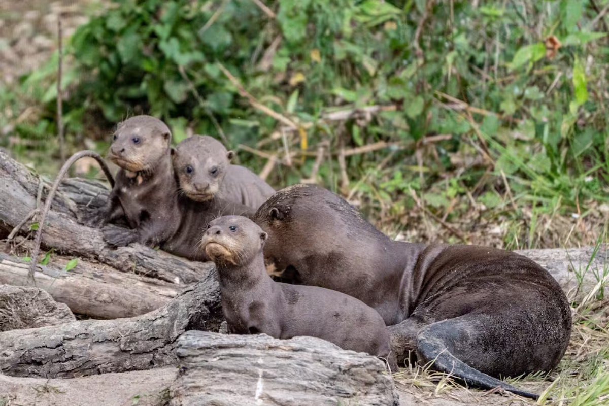 Argentina piše povijest povratkom ovog ugroženog sisavca: godinama su se borili za njegovu reintrodukciju detail 1