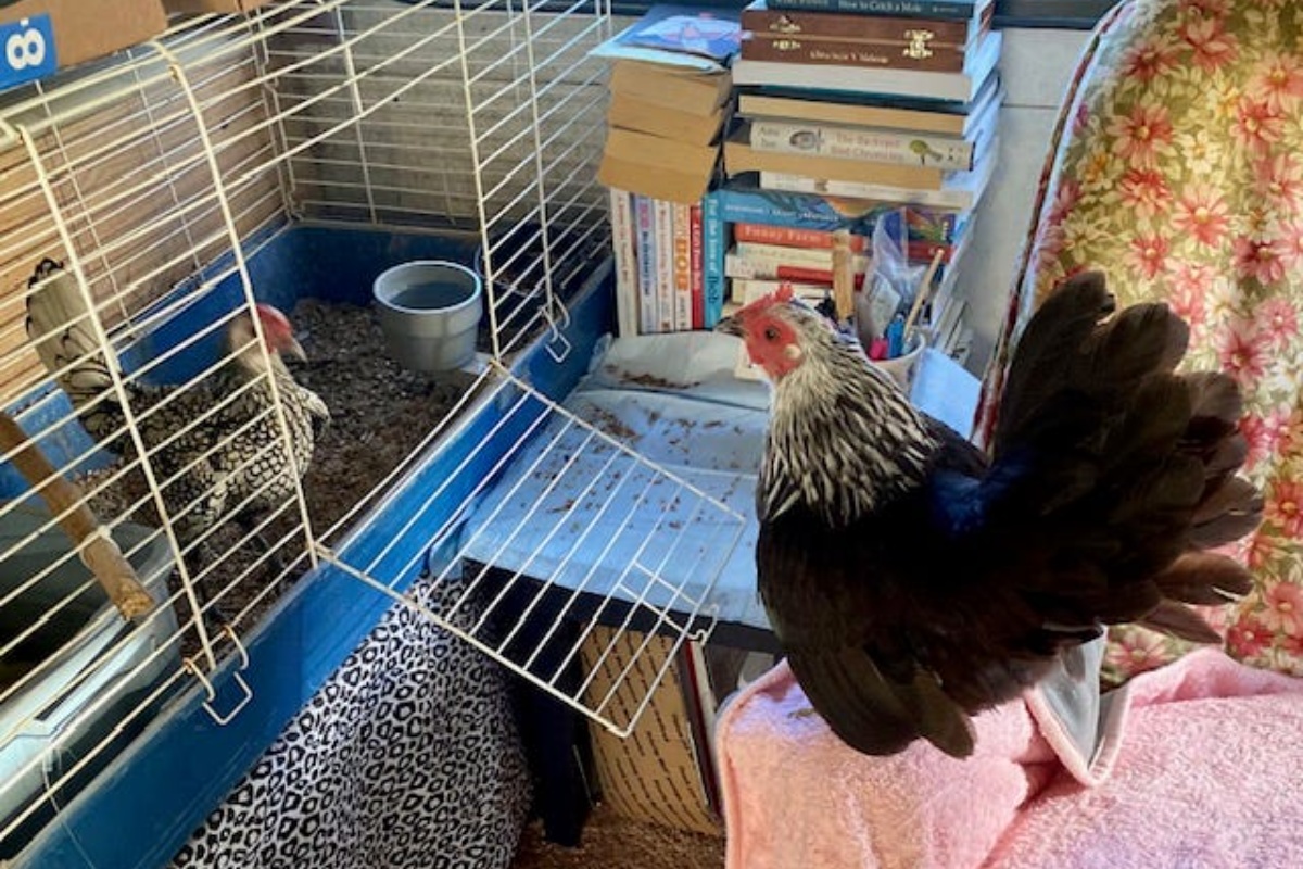 Živim u maloj kamp kućici s 81 godinom: Tamo imam sve što mi treba detail 1