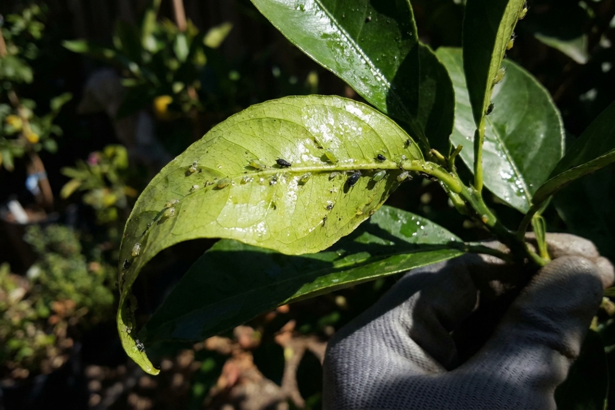 Zašto naranča ima ljepljivo lišće: što to znači i kako se rješava detail 1