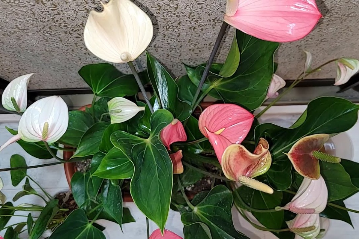 1 prstohvat u vodu – i anthurium će vam zahvaliti jarko crvenim «srcima»: kako natjerati «mušku sreću» da procvjeta detail 1