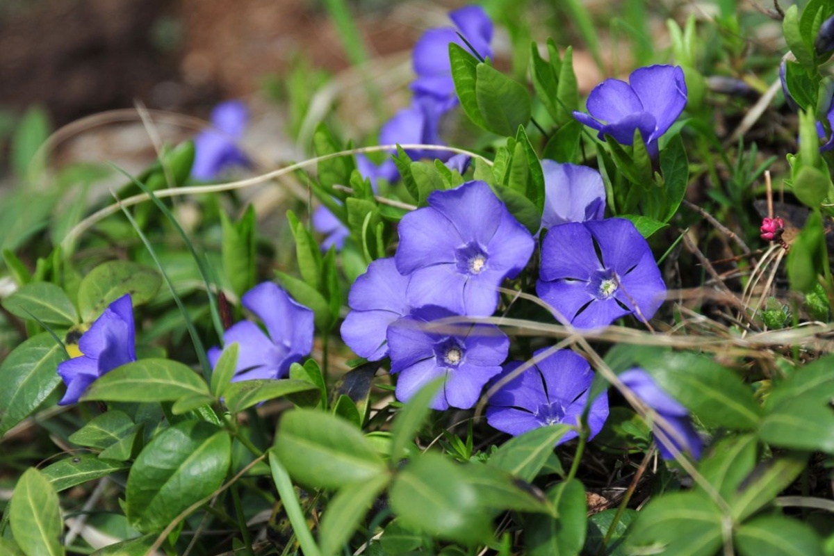 Idealne za ispod drveća i teška mjesta u vrtu. 3 čvrste zimzelene biljke detail 1