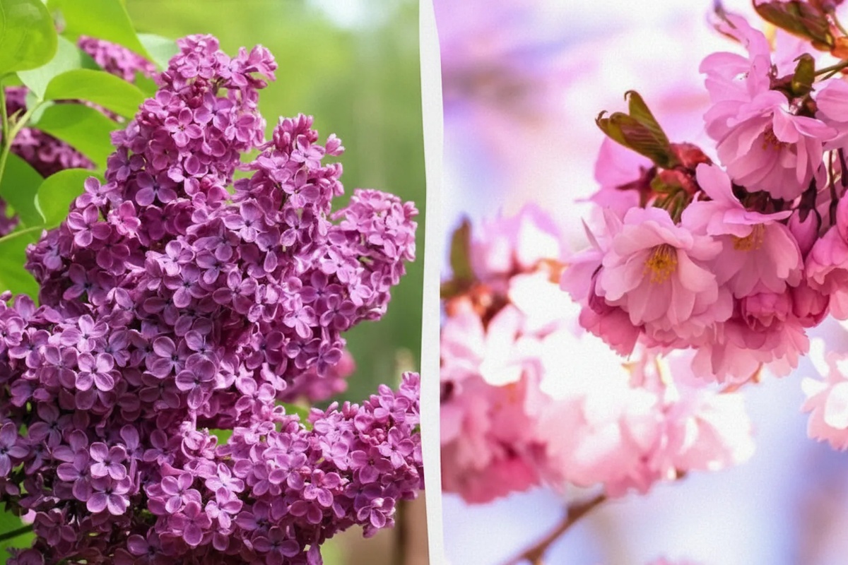 Što ne smijete orezivati u prosincu: stručnjak navodi 5 biljaka detail 1