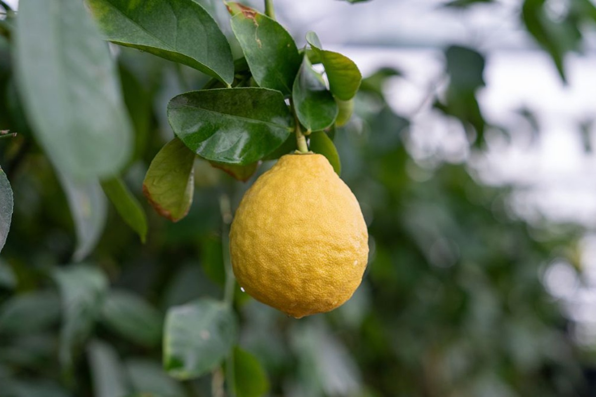 Kako poboljšati prinos stabla limuna pomoću domaće mješavine koju je lako pripremiti detail 1