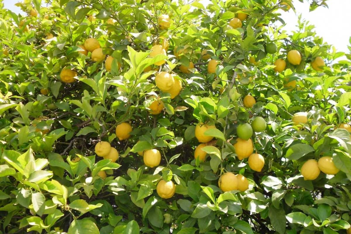 Stablo limuna: zašto stavljati češnjak u zemlju i koje su koristi od toga detail 1