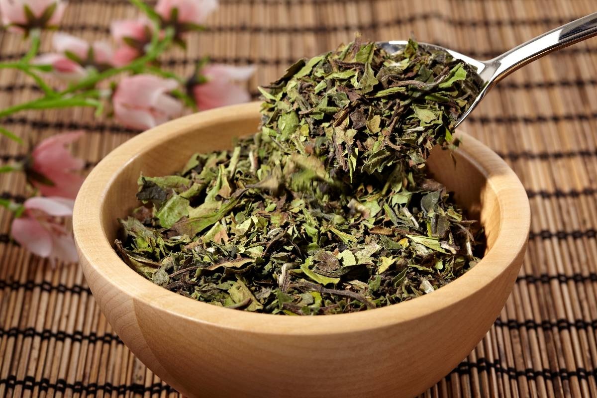 Bijeli čaj: prednosti, kontraindikacije, svojstva i način pripreme infuzije detail 1