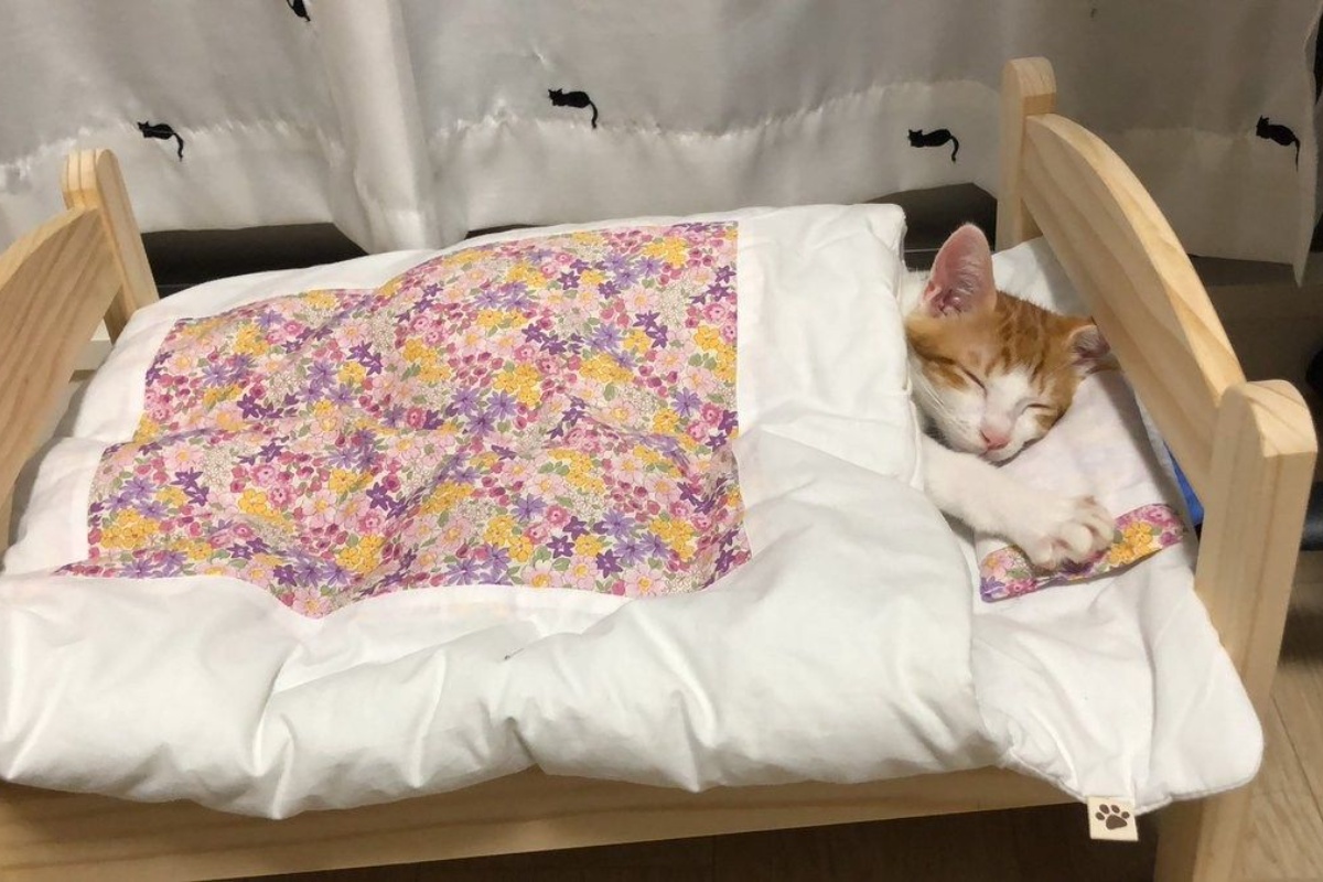 Gdje bi mačka trebala spavati ljeti? Ključni savjeti kako joj osigurati svježinu i sigurnost detail 1